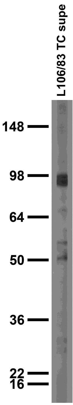 Adult rat brain membrane immunoblot.