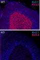 Immunofluorescence staining of brain sections from adult Kir3.3 wild-type (WT) and knockout (KO) mouse cerebellum with N455/15 (Kir3.3, red) and K89/34 (Kv2.1, blue) TC supe. Tissue courtesy of Candice Contet (The Scripps Research Institute).