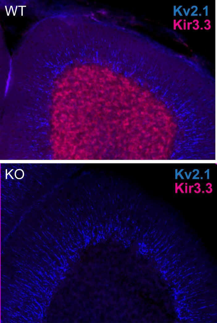 Immunofluorescence staining of brain sections from adult Kir3.3 wild-type (WT) and knockout (KO) mouse cerebellum with N455/15 (Kir3.3, red) and K89/34 (Kv2.1, blue) TC supe. Tissue courtesy of Candice Contet (The Scripps Research Institute)..