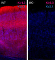 Immunofluorescence staining of brain sections from adult Kir3.3 wild-type (WT) and knockout (KO) mouse cortex with N455/15 (Kir3.3, red) and K89/34 (Kv2.1, blue) TC supe. Tissue courtesy of Candice Contet (The Scripps Research Institute).