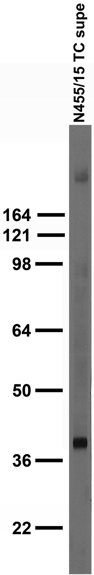 Adult rat brain membrane immunoblot.