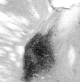 Adult rat stria terminalis immunohistochemistry.