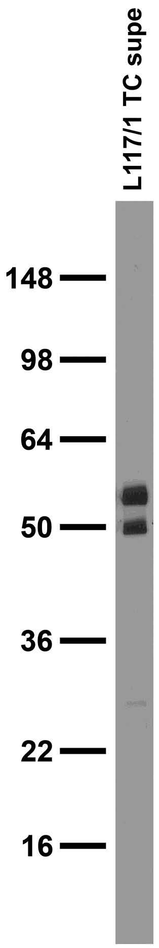 Adult rat brain membrane immunoblot.