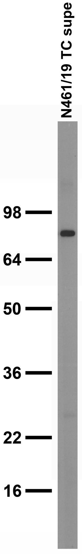 Adult rat brain membrane immunoblot.