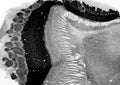 Adult rat olfactory bulb immunohistochemistry.