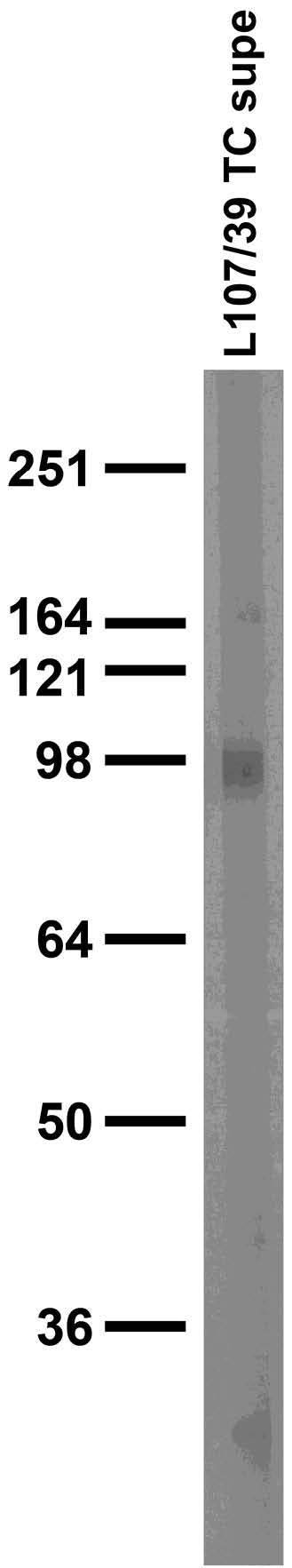 Adult rat brain membrane immunoblot.