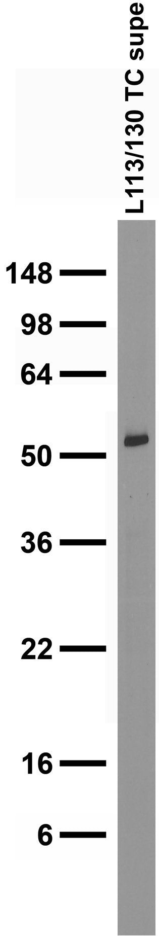 Adult rat brain membrane immunoblot.
