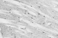Adult rat striatum immunohistochemistry.
