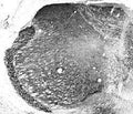 Adult rat thalamus immunohistochemistry.