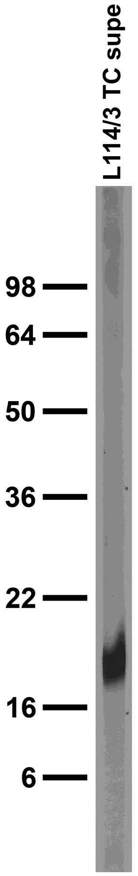 Adult rat brain low-speed pellet immunoblot.