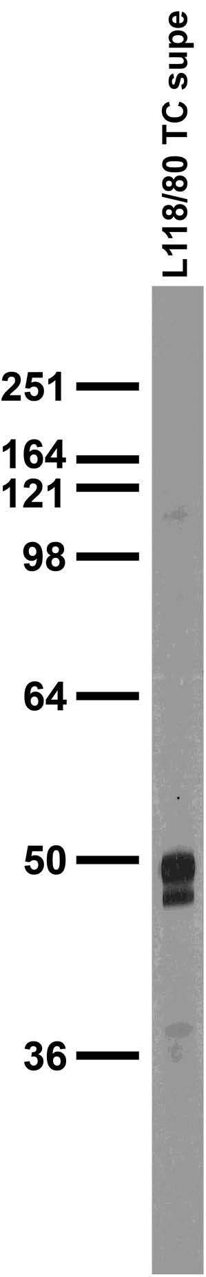 Adult rat brain membrane immunoblot.