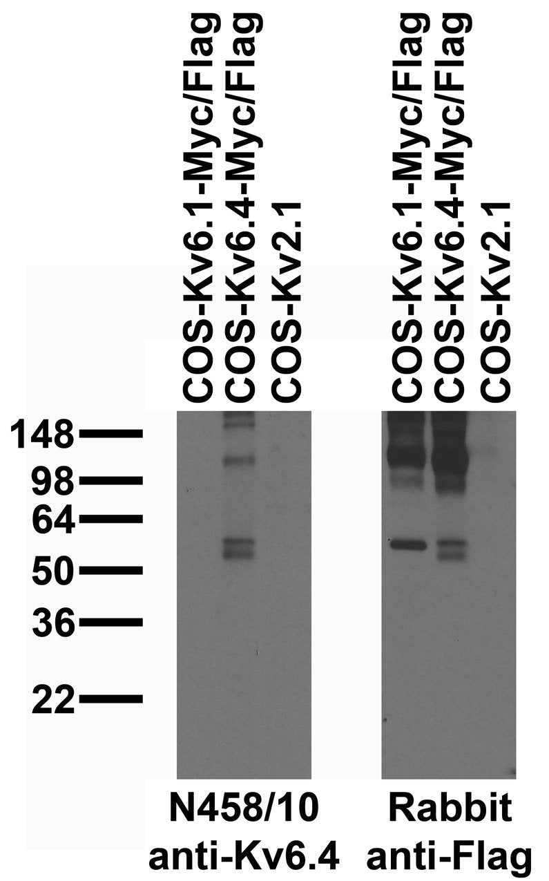 Immunoblot against extracts of COS cells transiently transfected with Myc/Flag-tagged Kv6.1, Kv6.4 or untagged Kv2.1 plasmid probed with N458/10 (left) or rabbit anti-Flag (right)..