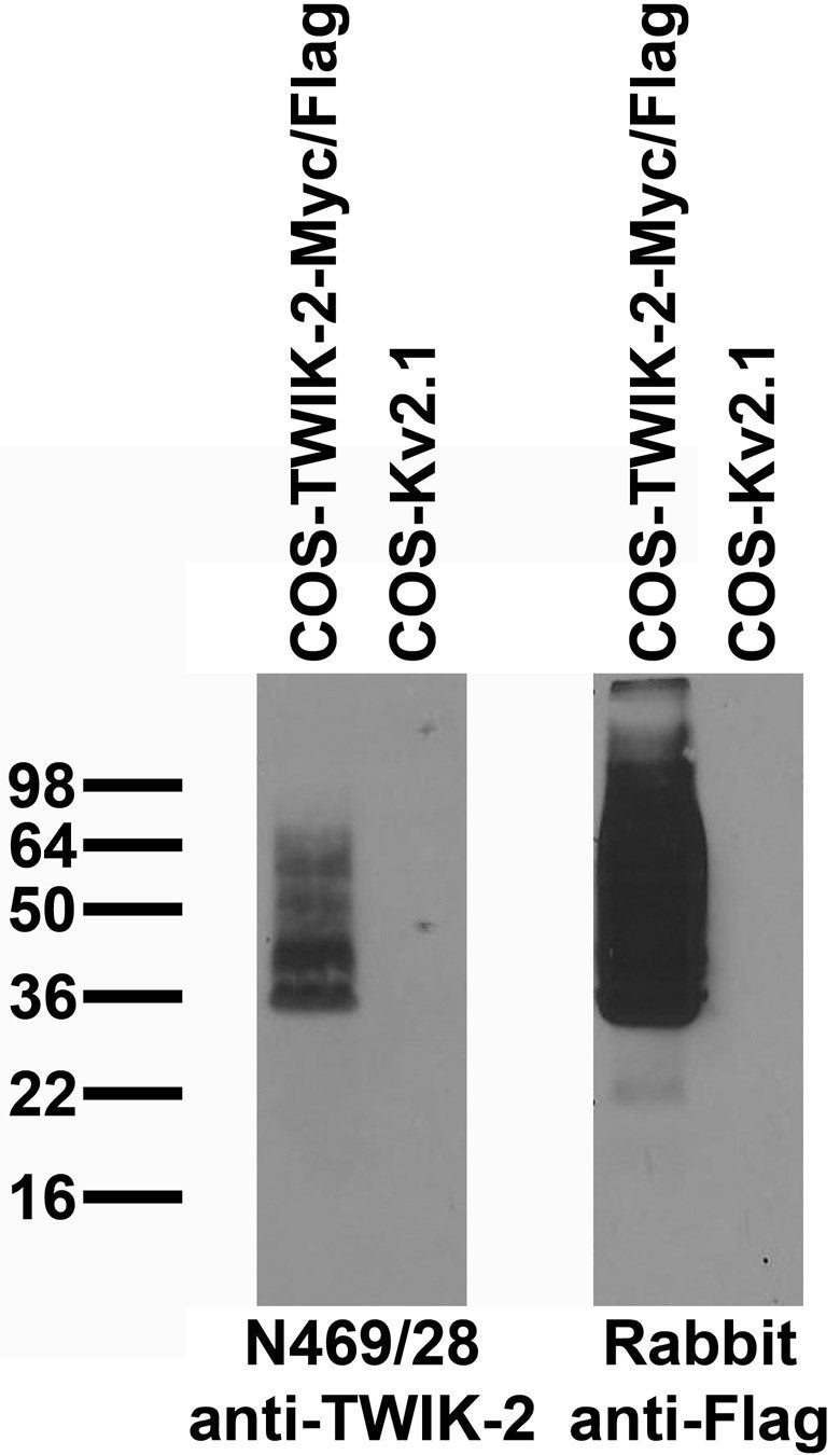 Immunoblot against extracts of COS cells transiently transfected with Myc/Flag-tagged TWIK-2 or untagged Kv2.1 plasmid probed with N469/28 (left) or rabbit anti-Flag (right)..