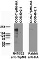 Immunoblot against extracts of COS cells transiently transfected with HA-tagged TrpM6 or untagged Kv2.1 plasmid probed with N470/22 (left) or rabbit anti-HA (right).