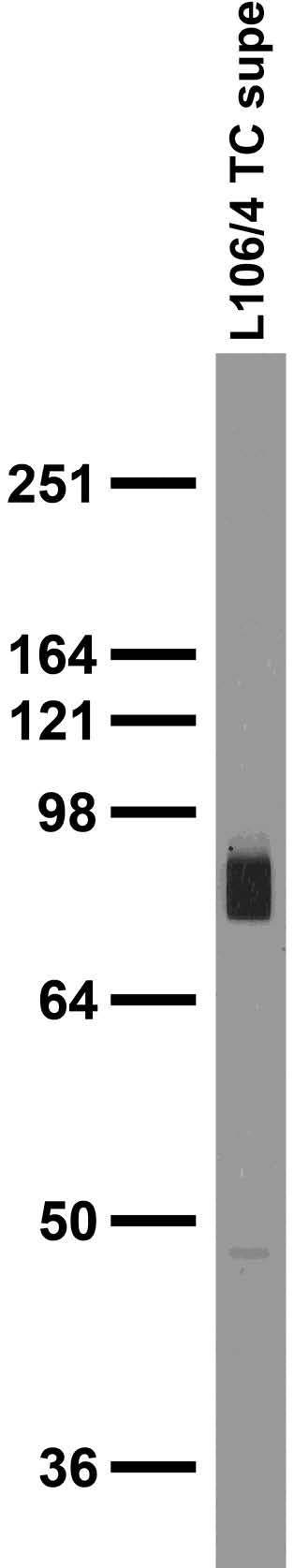 Adult rat brain membrane immunoblot.