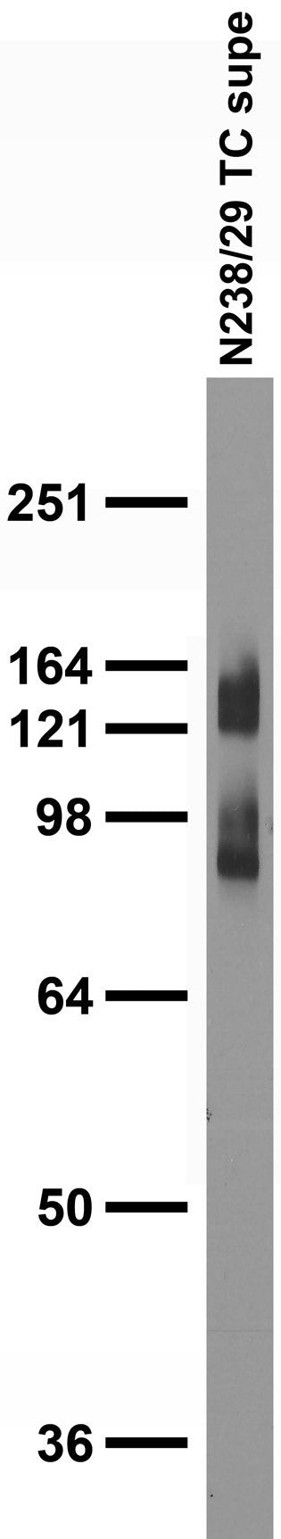 Adult rat brain membrane (RBM) immunoblot.