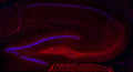 Immunofluorescence labeling of adult rat hippocampus with N450/53 TC supe (red) and Hoechst nuclear stain (blue).