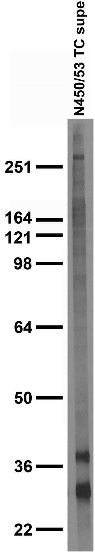 Anti-BDNF Antibody