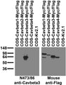 Immunoblot against extracts of COS cells transiently transfected with Myc¬Flag-tagged Cavbeta1, Cavbeta2, Cavbeta3, Cavbeta4 or untagged Kv2.1 plasmid probed with N473/86 (left) or mouse anti-Flag (right).