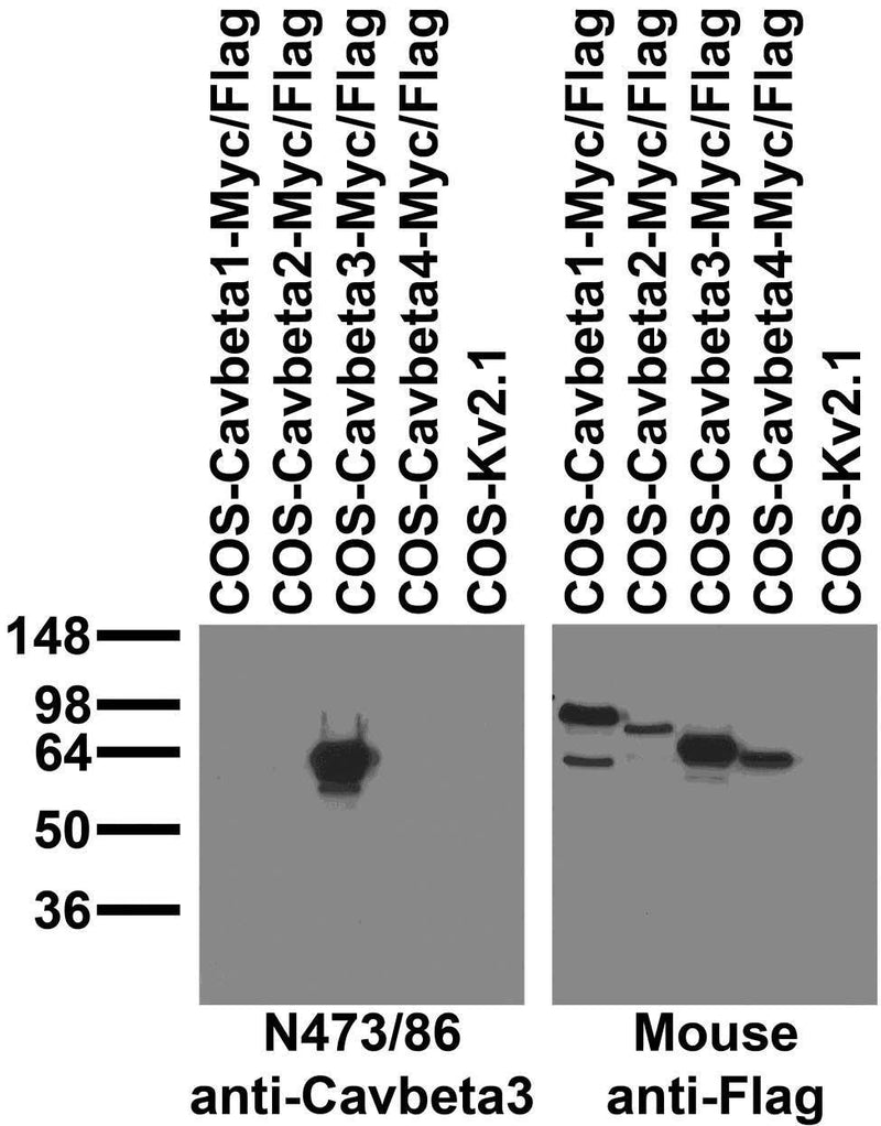 Immunoblot against extracts of COS cells transiently transfected with Myc¬Flag-tagged Cavbeta1, Cavbeta2, Cavbeta3, Cavbeta4 or untagged Kv2.1 plasmid probed with N473/86 (left) or mouse anti-Flag (right)..