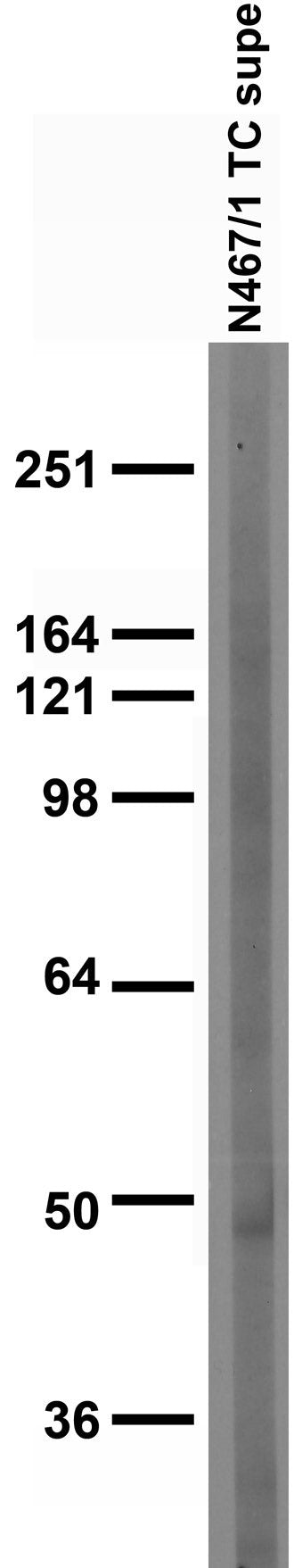 Adult rat brain membrane immunoblot.