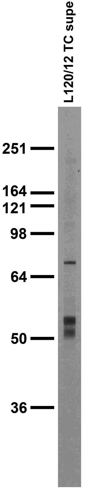 Adult rat brain membrane immunoblot.