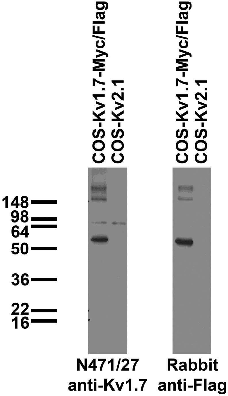 Immunoblot against extracts of COS cells transiently transfected with Myc/Flag-tagged Kv1.7 or untagged Kv2.1 plasmid probed with N471/27 (left) or rabbit anti-Flag (right)..