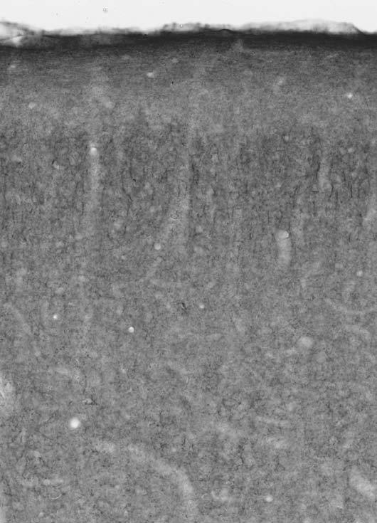 Adult rat brain cortex immunohistochemistry.