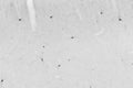 Adult rat cortex immunohistochemistry.