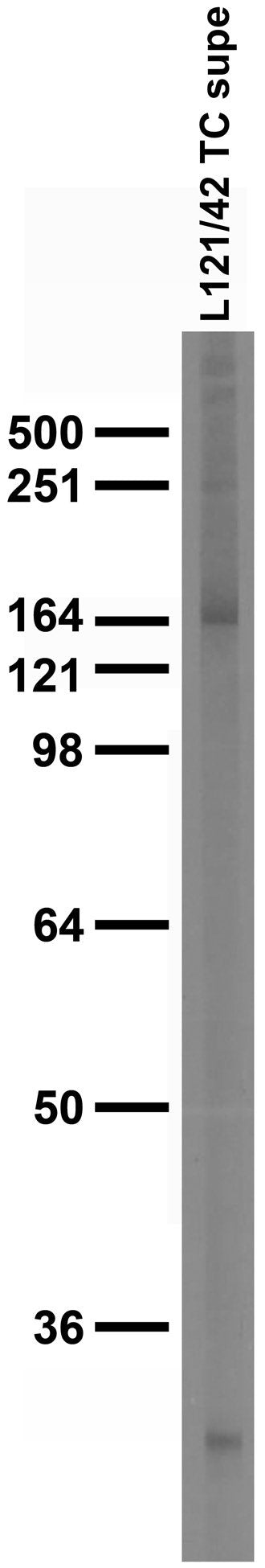 Adult rat brain membrane immunoblot.