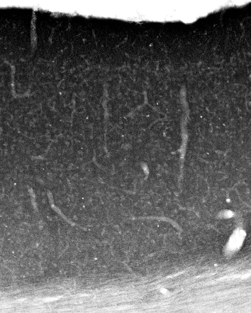 Adult rat cortex immunohistochemistry.