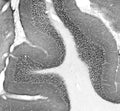 Adult rat cerebellum immunohistochemistry.