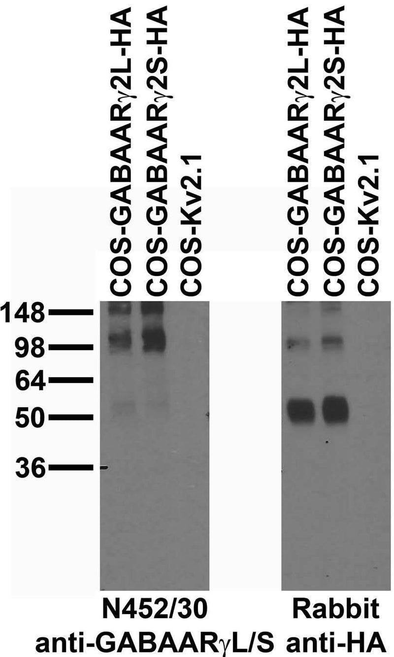 Immunoblot against extracts of COS cells transiently transfected with HA-tagged GABA-A-R-Gamma2L, GABA-A-R-Gamma2S or untagged Kv2.1 plasmid probed with N452/30 (left) or rabbit anti-HA (right)..