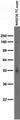 Adult rat brain membrane immunoblot.