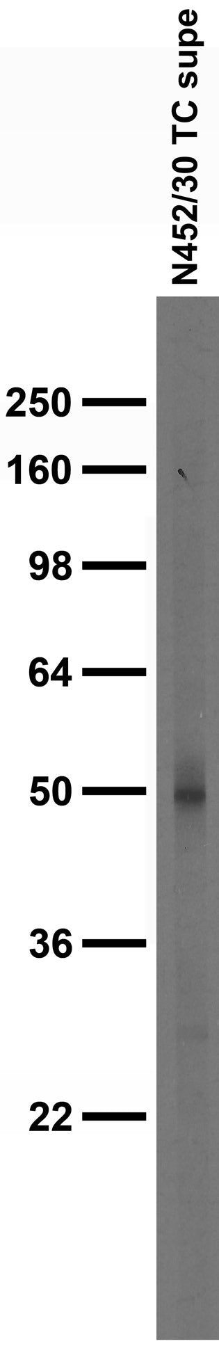 Adult rat brain membrane immunoblot.