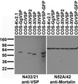Immunoblot against extracts of COS cells transiently transfected with GFP-tagged zebrafish VSP (DrVSP) or untagged Xenopus (XtVSP, XlVSP and XlVSP2), sea squirt (CiVSP), chicken VSP (GgVSP) or Kv2.1 plasmid probed with N432/21 (left) or N52A/42 (right) TC supe.
