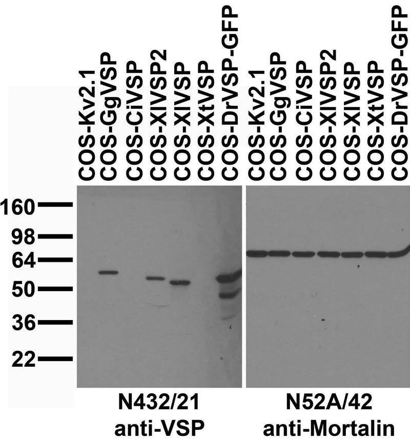 Immunoblot against extracts of COS cells transiently transfected with GFP-tagged zebrafish VSP (DrVSP) or untagged Xenopus (XtVSP, XlVSP and XlVSP2), sea squirt (CiVSP), chicken VSP (GgVSP) or Kv2.1 plasmid probed with N432/21 (left) or N52A/42 (right) TC supe..