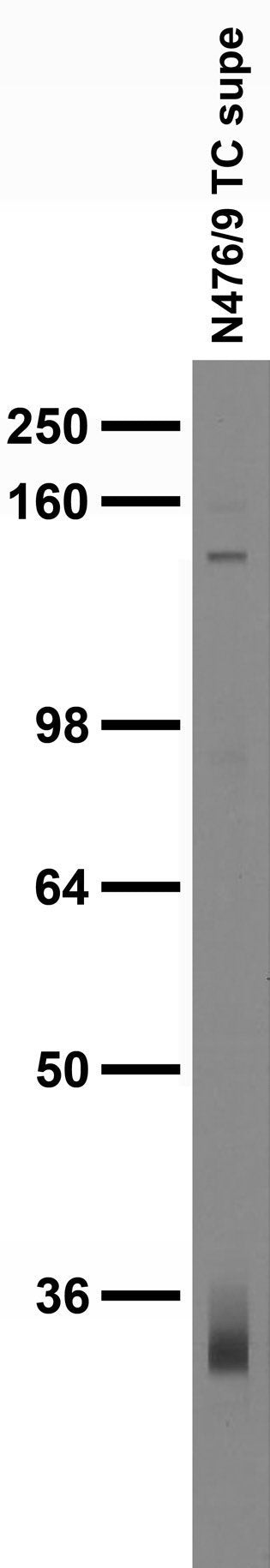 Adult rat brain membrane immunoblot.