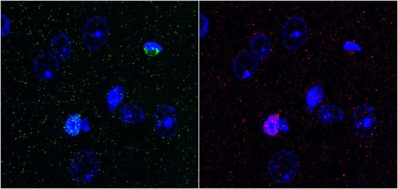 Array tomography immunofluorescence of a single 70 nm LRWhite-embedded section from adult mouse cortex with L122/6 (green, left), rabbit Calretinin (red, right) and DAPI (blue).  Images courtesy of Kristina Micheva (Stanford)..