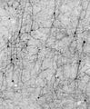Adult rat cortex immunohistochemistry.