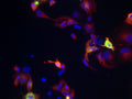Immunofluorescence of COS cells expressing Myc/Flag-tagged mouse Kv6.1/KCNG1. Green = N474/27, red = Rabbit anti-Myc and blue = Hoechst nuclear stain.