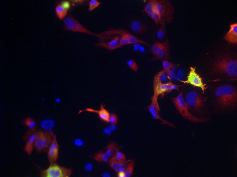 Immunofluorescence of COS cells expressing Myc/Flag-tagged mouse Kv6.1/KCNG1.  Green = N474/27, red = Rabbit anti-Myc and blue = Hoechst nuclear stain..