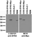 Immunoblot against extracts of COS cells transiently transfected with Myc-tagged SYN1, SYN3 or untagged Kv2.1 plasmid probed with L125/121 (left) or 9E10 (right) TC supe.