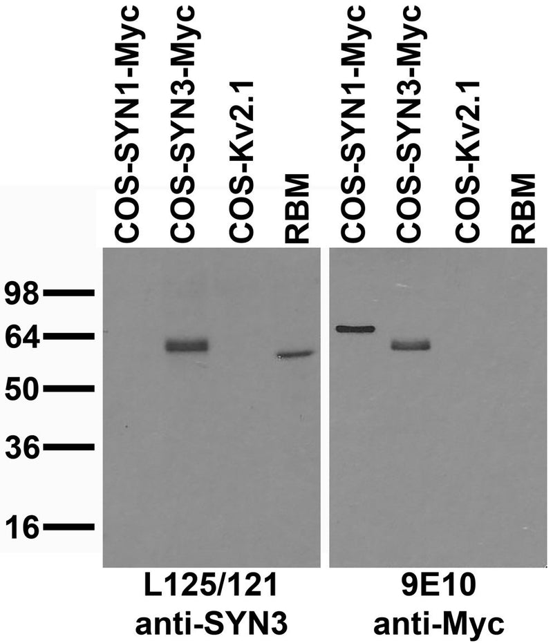 Immunoblot against extracts of COS cells transiently transfected with Myc-tagged SYN1, SYN3 or untagged Kv2.1 plasmid probed with L125/121 (left) or 9E10 (right) TC supe..