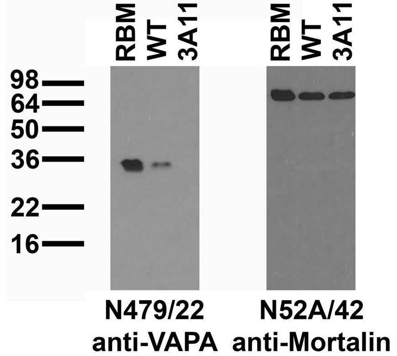 Immunoblot versus crude membranes from adult rat brain (RBM) and lysates of WT and genetically engineered Vapa-/- 3A11 RAW 264.7 cells probed with N479/22 (left) or N52A/42 (right) TC supe.  Cell lines courtesy of Tim Schaiff, Sanghyun Lee and Skip Virgin (Washington University, 2017 McCune et al mBio, PMID 28698274)..