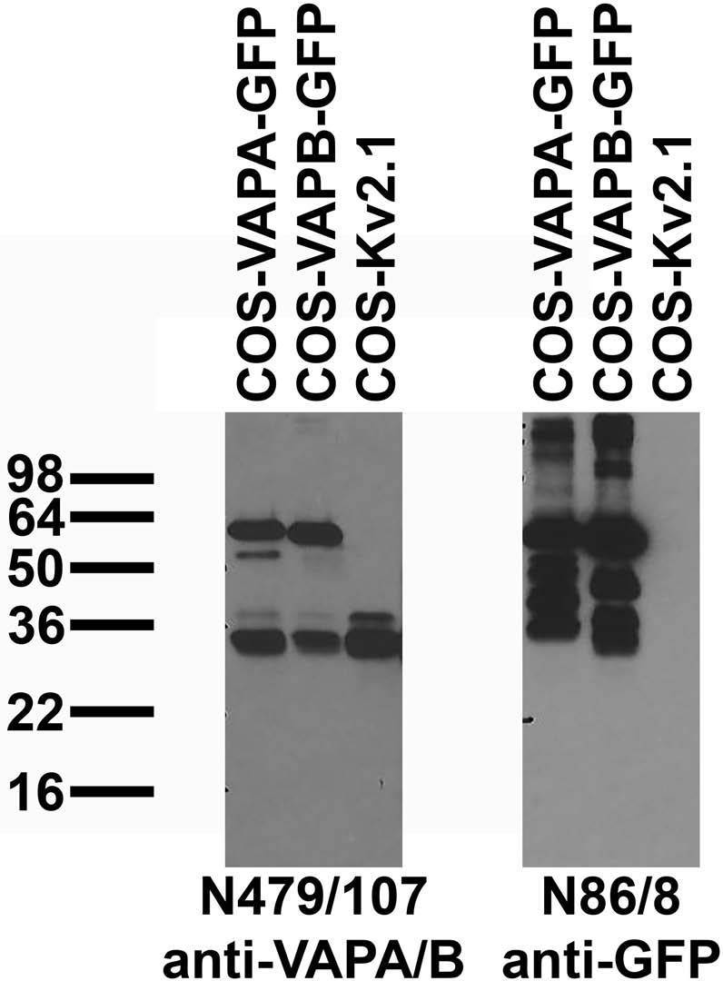 Immunoblot against extracts of COS cells transiently transfected with GFP-tagged VAPA, VAPB or untagged Kv2.1 plasmid probed with N479/107 (left) or N86/8 (right) TC supe..
