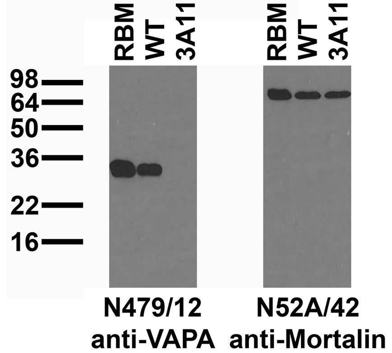Immunoblot versus crude membranes from adult rat brain (RBM) and lysates of WT and genetically engineered Vapa-/- 3A11 RAW 264.7 cells probed with N479/12 (left) or N52A/42 (right) TC supe.  Cell lines courtesy of Tim Schaiff, Sanghyun Lee and Skip Virgin (Washington University, 2017 McCune et al mBio, PMID 28698274).