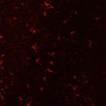 Low-power view of MAC1 immunoreactivity in microglial cells in a paraformaldehyde (4%)-fixed paraffin-embedded section through cerebral cortex of an adult mouse brain. 1˚ antibody was Aves Labs' anti-MAC1 antibody (1:2000 dilution); 2˚ antibody was a Texas Red goat anti-chicken IgY (Jackson ImmunoResearch; 1:1000 dilution).